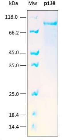 SDS-PAGE analysis (12%) of 6 μL of recombinant p138. Purity is > 95% as determined by gel electrophoresis.